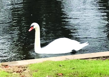 One of the East Hampton swans, Photo: Dan Rattiner