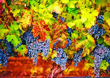 ripe cabernet grapes ready for harvest