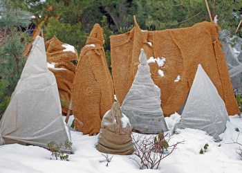 Covered shrubs for winter