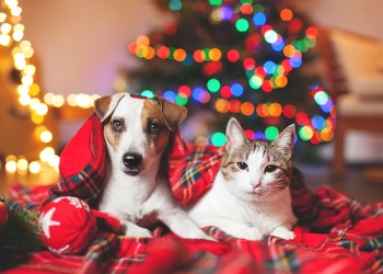 Cat and dog under a christmas tree. Pets under plaid