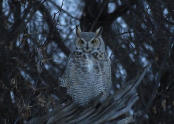 Great Horned Owl, Image: Courtesy SoFo