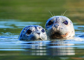 Seals found on the East End, Photo: Courtesy SoFo