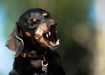 Barking dachshund