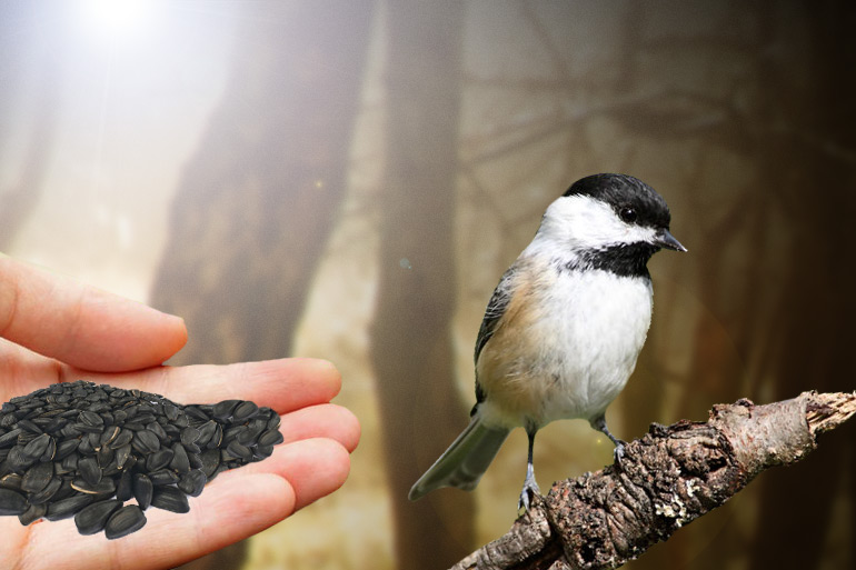 Chickadees say no to seeds in human hand