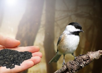 Chickadees say no to seeds in human hand