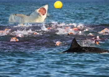 Dan's rejected Swimming with Sharks event