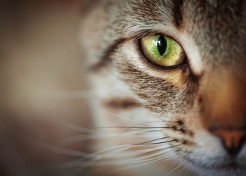 Closeup of tabby cat face. Fauna background