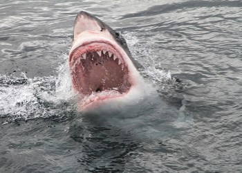 Great white shark breaching water surface