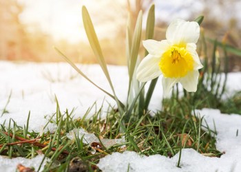 Spring daffodil flower grows out of winter snow