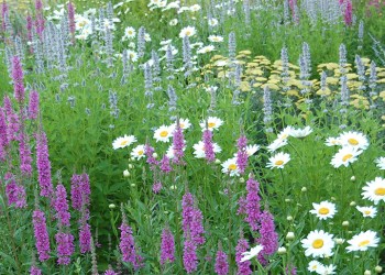 Flower garden with daisies, purple flowers and green grasses