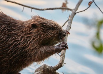 Beaver mating