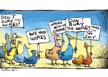 Birds say don't bury the lines cartoon by Mickey Paraskevas