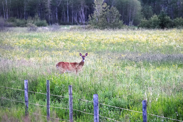 Deer at Fence