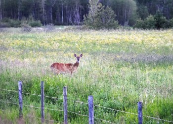 Deer at Fence