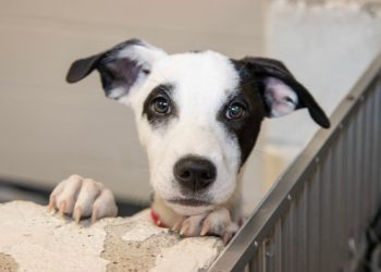 Joseph enjoys a day at Peeps & Paws