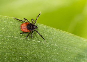 castor bean tick, ixodes ricinus