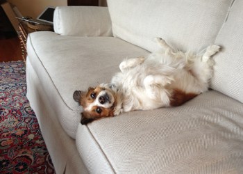 Dan Rattiner's dog Bella belly-up on the couch