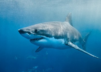 Great white shark in water