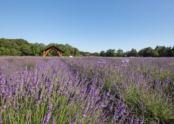 Lavender by the Bay - family entertainment