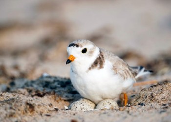 Piping plover nesting on eggs