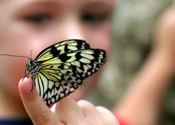 selective focus picture of a butterfly on a child's finger.