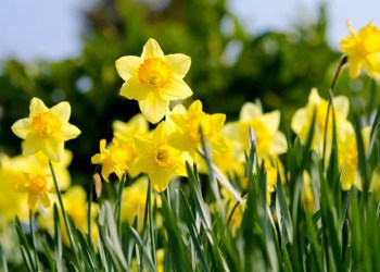 Spring daffodils