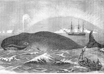 Vintage engraving showing Whalers attacking a whale with a harpoon, 19th Century