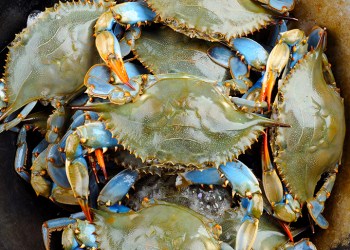 Blue crabs