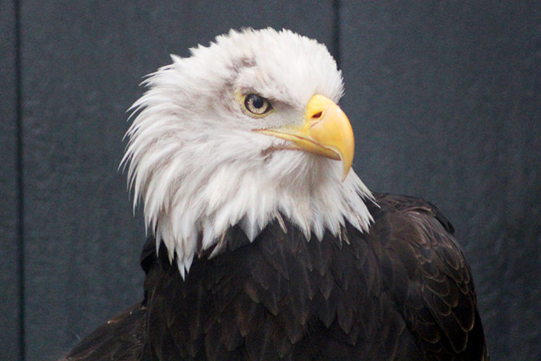 Bald Eagle Stolen from Quogue Wildlife Refuge Is Still Missing