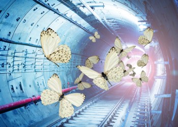 White butterflies in Hamptons Subway tunnel with train light heading toward them