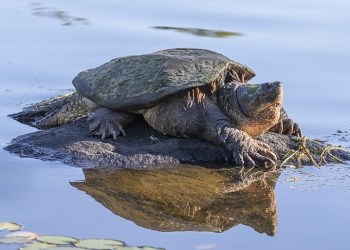 Snapping Turtle