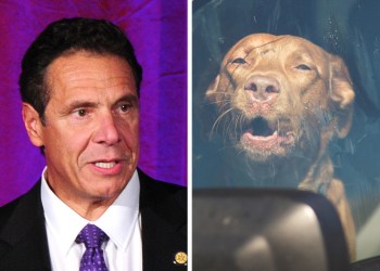 Andrew Cuomo signed legislation allowing more emergency responders to rescue dogs trapped in hot/cold vehicles, Photos: ©PATRICKMCMULLAN; 123RF