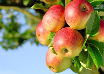 Apples on the tree