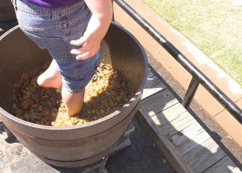 A boy stomping grapes to make wine.