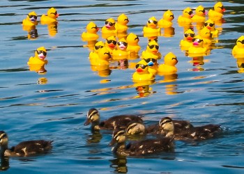 river full of yellow rubber ducks at annual rubber duck regatta. real ducks for comparison