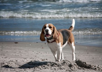 Dog beagle breeds having fun on the sand of the seashore.