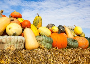 pile of pumpkins on a bale of straw under a blue sky in harvest