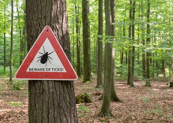 tick insect warning sign in forest