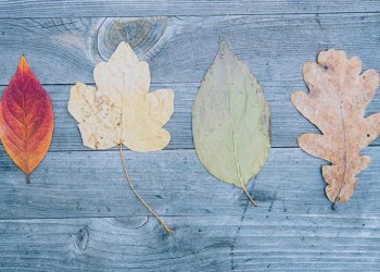 Tree identification with leaves