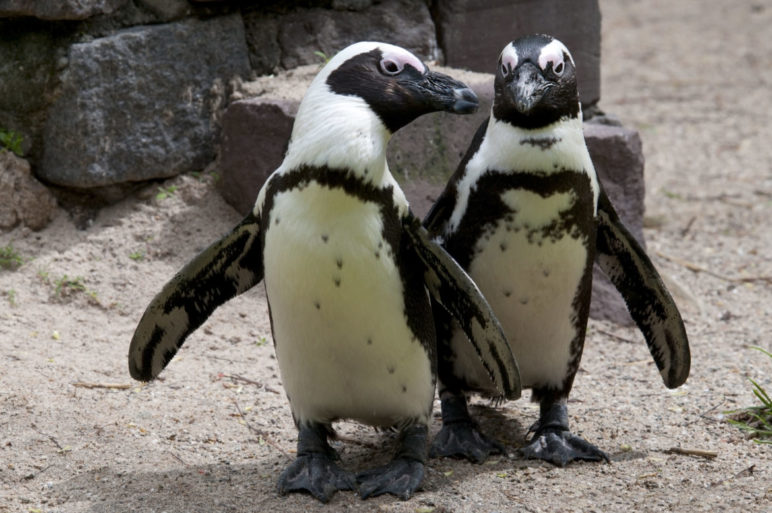 penguin at the zoo in the Netherlands live events