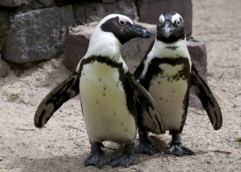 penguin at the zoo in the Netherlands live events