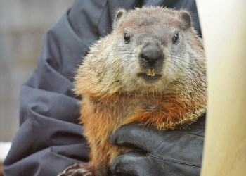 Quigley the groundhog