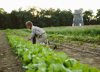 ­­Cristina Cosentino working on Sylvester Manor Educational Farm