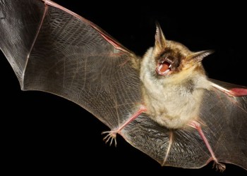 Scary bat