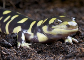 An Eastern Tiger Salamander