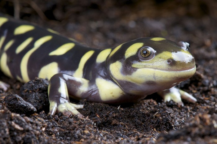 An Eastern Tiger Salamander