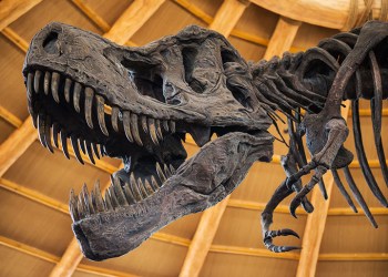 Close up of Giant Dinosaur or T-rex skeleton