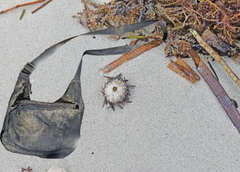 Purse washed up on the beach