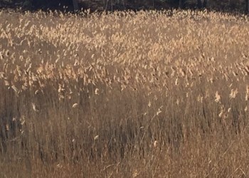 East End Reeds