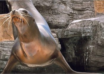 LI Aquarium Sea Lion